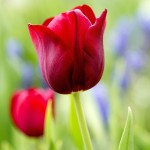 Blumen besser fotografieren | Rote Tulpen im Frühlingsgarten