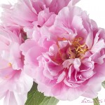 Itoh-Pfingstrose Lilly & Leo | Blumenbild Rosa Pfingsrosen, freigestellt auf Weiß