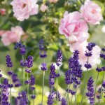 Blumenbild Rosen mit Lavendel. Eine leichte Sommerbrise mit Lavendelduft