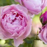 Blumenbild rosa Blüte der Englischen Rose Alnwick Castle
