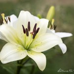 Lilien im Garten | Blumenbild Edle cremeweiße Lilie im Garten