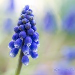 Blumenbild Blaue Traubenhyazinthen im Garten