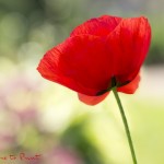 Remembrance Poppy | Knallroter Klatschmohn