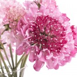 Spaß mit Skabiosen in der Vase. Blumenbild rosa Skabiose, freigestellt auf Weiß