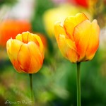 Langlebige Tulpen. Ein Tulpenbild Gelbe Tulpen mit roter Maserung