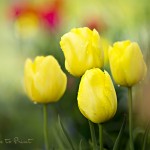 Dunkle Gartenecken gestalten - mit gelben Tulpen. Blumenbild Gelbe Tulpen leuchten im halbschattigen Beet
