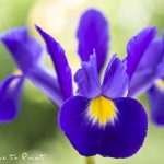 Iris hollandica, Holländische Zwiebeliris Blumenbild Holländische Iris