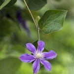 Staudenclematis Arabella | Blumenbild Arabella, kopfüber im Grünen