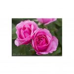 Englische Rose Gertrude Jekyll, große rosa Blüten, starker Duft