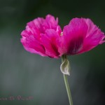 Blumenbild Wilder Mohn in Pink