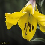Blumenbild Lilie | Lilien pflegen | Gelbe Trompetenlilie