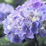 Blaue Hortensien | Blumenbild Glück mit blauen Hortensien