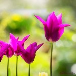 Lieblingstulpen | Blumenbild Purple Dream im Frühlingsgarten