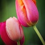 Frühlingsfreuden | Tulpenbild rosa Tulpen