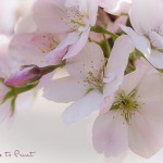 Rosa Kirschblüten zum Verlieben | Blumenbild Zauberhafte Kirschblüte