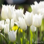 Tulpen kombinieren mit Tulpen, die sich perfekt ergänzen. | Blumenbild Weiße Tulpen im Frühlingsgarten