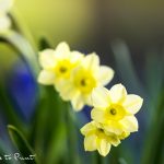 Blumenbild Zwerg-Narzissen im Frühlingsgarten