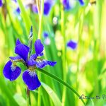 Blumenbild Wieseniris, Iris Sibirica