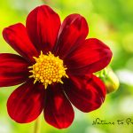 Blumenbild einfache Mignon-Dahlie