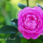 Rose Mrs. John Laing im Rosengarten