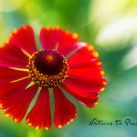 Blumenbild Solo für rote Sonnenbraut, Helenium im Hochsommergarten