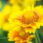 Blumenbild gelbe Kokardenblume