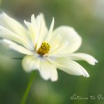 Blumenbild Weiße Cosmea, Weißes Schmuckkörbchen