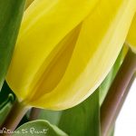 Blumenbild Gelbe Tulpen