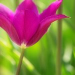 Blumenbild Träumen von Purpur Tulpe im Frühlingsgarten