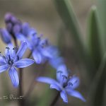 Blausternchen | Blumenbild Scilla, Blaue Frühlingsblume