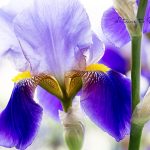 Blumenbild Iris, blau-violette Bart-Iris im Garten