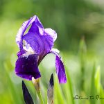 Blumenbild Erste Bart-Iris des Jahres blüht