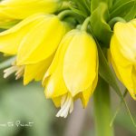 Blumenbild Gelbe Kaiserkronenn