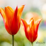 Blumenbild Tulpe Ballerina im Frühlingsgarten