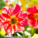 Blumenbild Rote Mignon-Dahlien mit Honigbiene