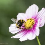 Cosmeen im Garten | Blumenbild Schmuckkörbchen mit Biene