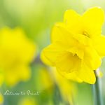 Blumenbild Lieblingsnarzissen | Gelbes Glück im Frühlingsgarten