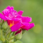 Blumenbild Kordes-Rose Weg der Sinne