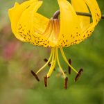 Türkenbund, heimische Naturschönheit für den Garten. Blumenbild gelbe Türkenbundlilie