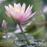 Blumenbild Kleine Seerose im Miniteich | Glück wächst und blüht im halben Weinfass