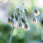Blumenbild Bulgarischer Lauch Allium bulgaricum