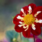 Halskrausen-Dahlien Blumenbild Rote Collarette-Dahlie