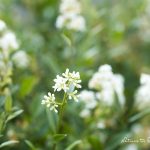 Der Liguster blüht überreich mit hübschen weißen Blüten