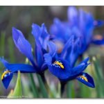 Blaue Zwerg-Iris, Iris reticulata Harmony
